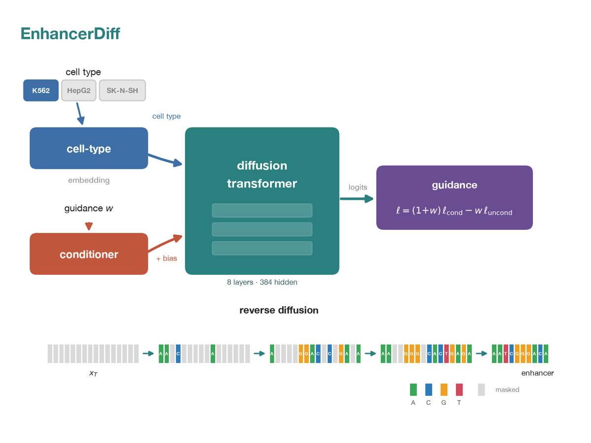 EnhancerDiff pipeline: a chosen cell type conditions a masked-diffusion transformer, sampled under classifier-free guidance to denoise a masked sequence into a cell-type-specific enhancer