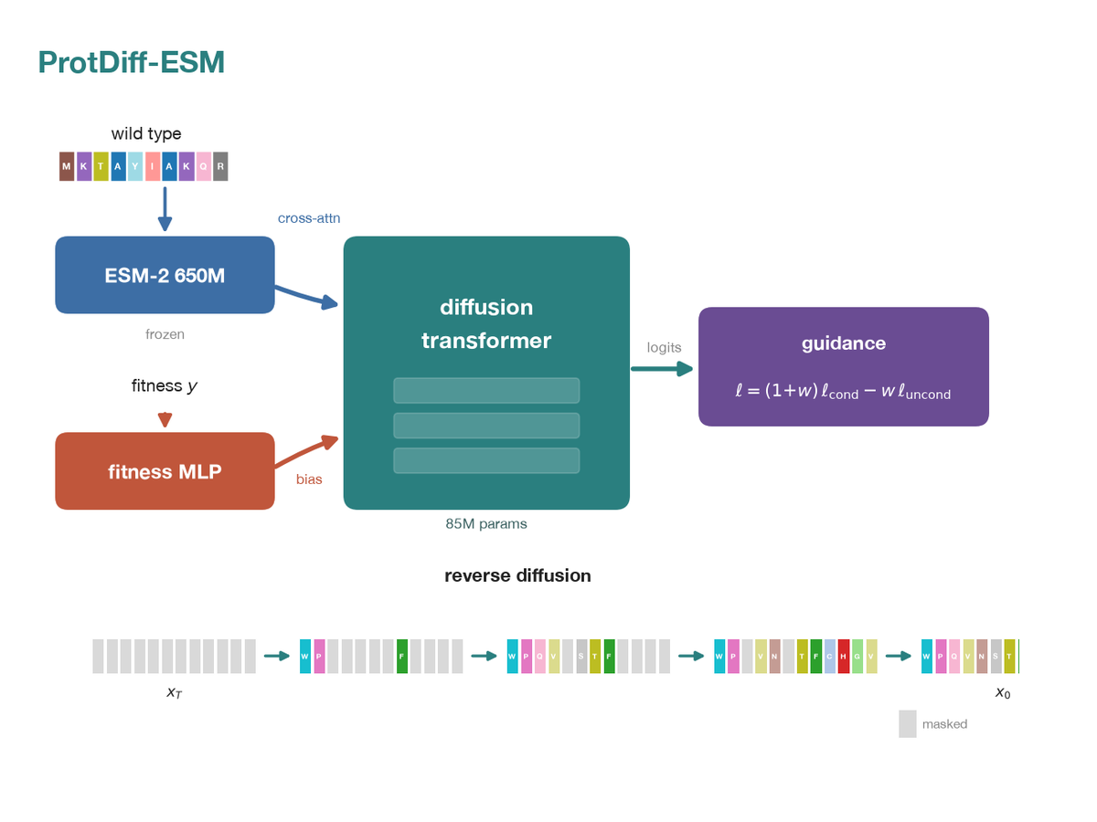 ProtDiff-ESM pipeline: a frozen ESM-2 embedding and a fitness MLP condition a masked-diffusion transformer, sampled under classifier-free guidance to denoise a masked sequence into a generated protein